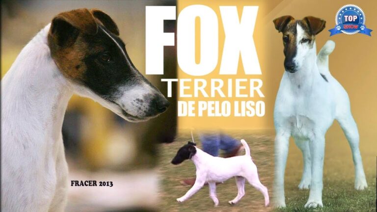 Descubre el mejor criadero de fox terrier de pelo liso en España